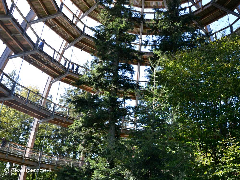 Der imposante Baumturm in Neuschönau