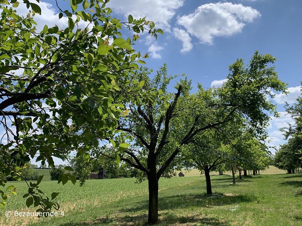 Die Bäume stehen nicht mehr in der Kirschblüte, dennoch eine tolle Wanderung