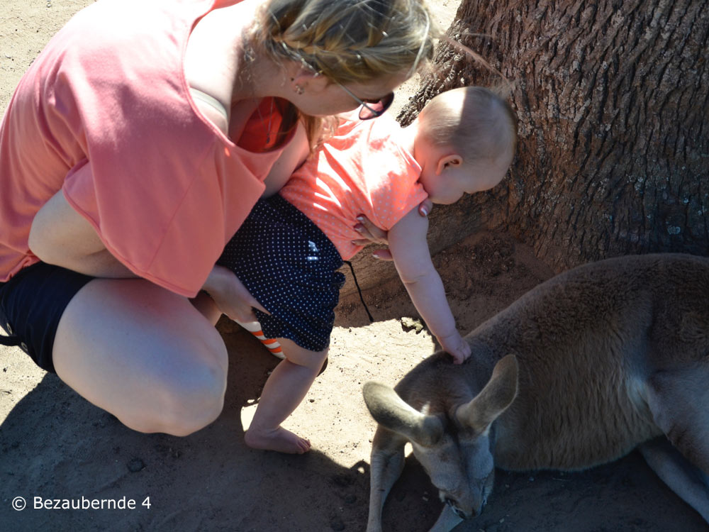 Mit Baby im Lone Pine Sanctuary: Ein Highlight in Brisbane