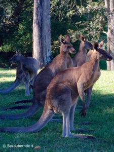 Känguruhs im Lone Pine Sanctuary