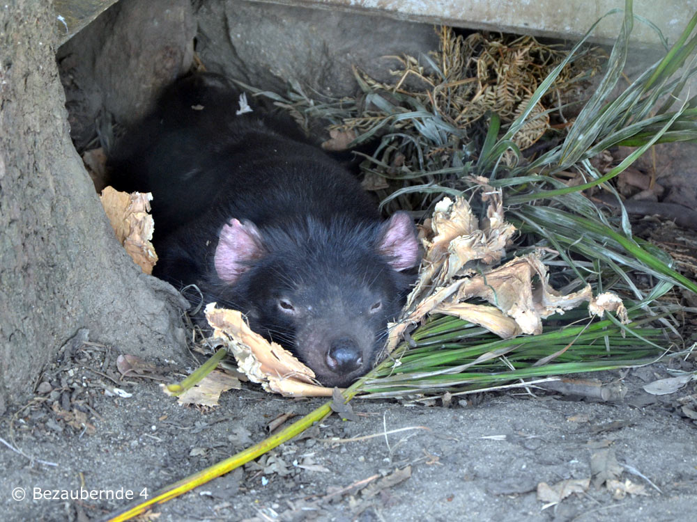 Ein Wombat im Lone Pine Sanctuary