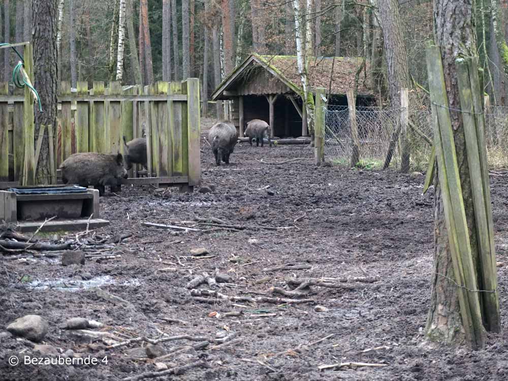 Wildschweine im Wildpark Fürth in der Umgebung von Nürnberg