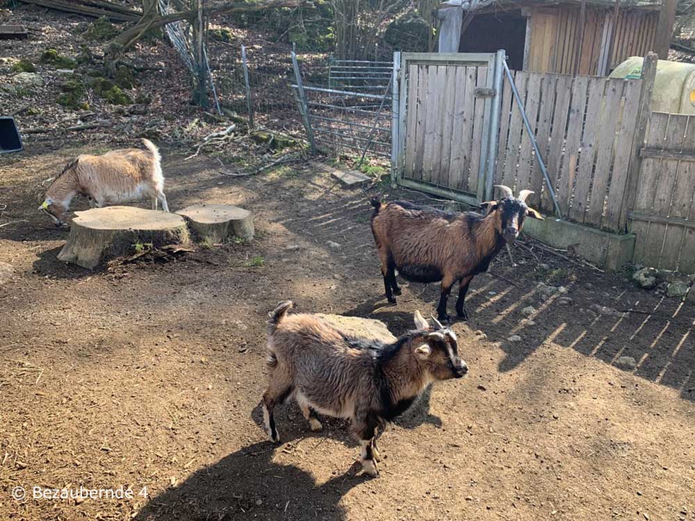 Bauernhof nahe Nürnberg für Kinder: Erlebnisfarm Bräunertshof